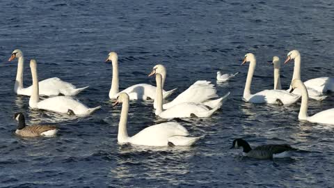 Ducks |Water|White Bird |Animal|Free Download|Nature|swimming|group of birds