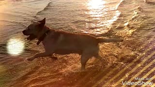 Brown dog simba running on beach