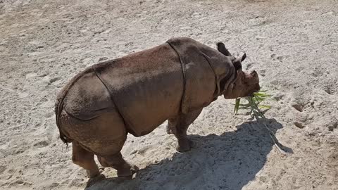 Top view Of A Rhinoceros Feeding On A Leafy Branch