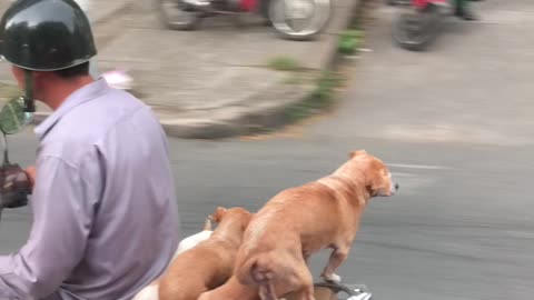 Riding Along with Puppy Dog Passengers