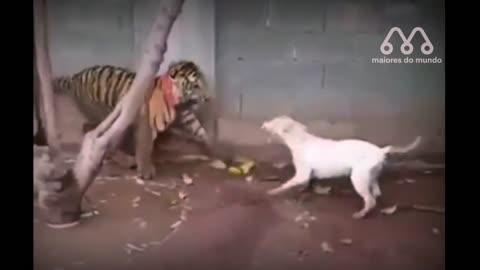 pitbull attacks a tiger