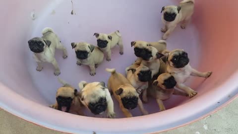 This Bucket Full Of Pug Puppies Is All The Happiness We Need