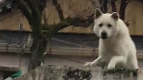 Scary jindo Dog 2