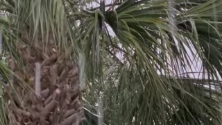 Raining Sounds and Palm Tree