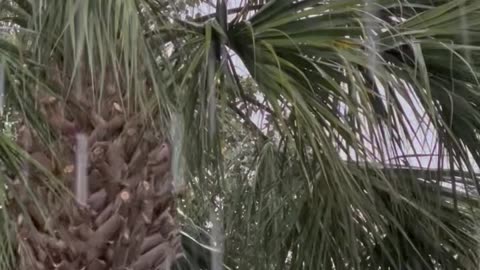 Raining Sounds and Palm Tree