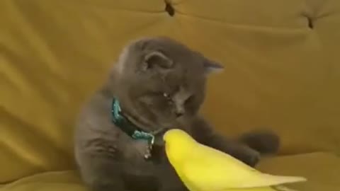 Cute cat playing with parrot