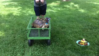 Bob the Tort in his Birthday Wagon