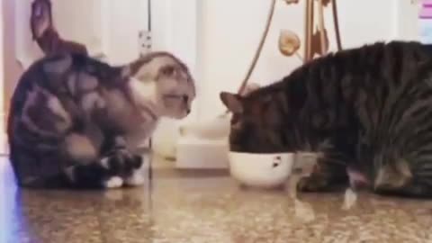 Cats sharing food, lesson for the world