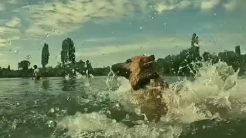 German Shepherd Secrets Dogs (BEST VIDEO) #5