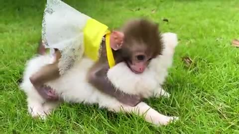 Small baby monkey bath in the bathtub and play with puppy