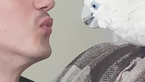Angel cockatoo playing with the tongue
