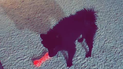 Funny Dog With Temper Growling Over Toy