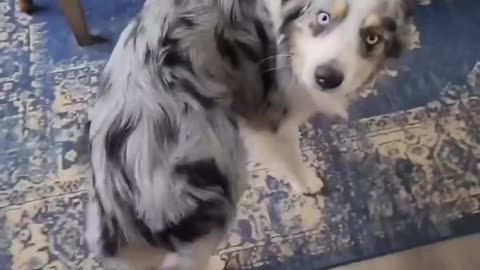 Funny Dancing Dog: Twerking Greeting for Owner!