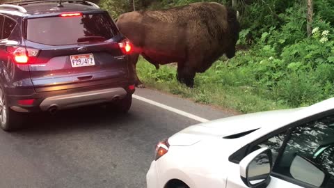 Bison Charges At Man After Being Taunted In Yellowstone Park