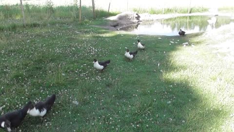 Duck and Speedy feeding