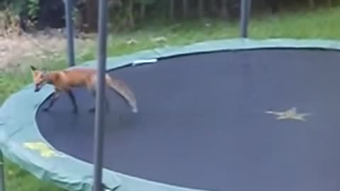 Foxes Jumping On Trampoline.
