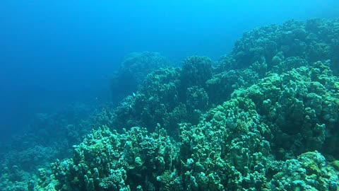 Coral reef and water plants in the Red Sea, Dahab, blue lagoon Sinai Egypt 7