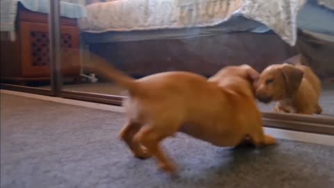 A natty dog play