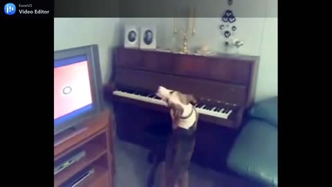 Dog playing piano and singing