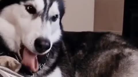 I Love Pets - Funny Pets Video Clips #Funny Pets