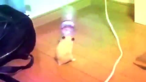 Hamster party maker