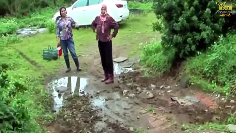 Dogs fighting a wild wild fight with a Cobra