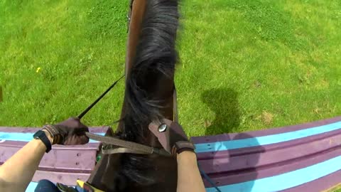 HORSE FAIL ADVENT CALENDAR | Horse funny video clip