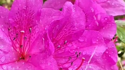 flowers with dew