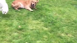 Funny dog chase in backyard