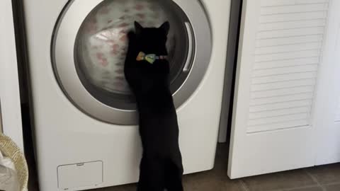 Heard a strange sound and wondered what was hitting the glass in the washer. It was Rory.