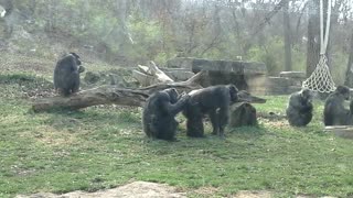 Chimpanzee Mating Season is Here at Kansas City Zoo