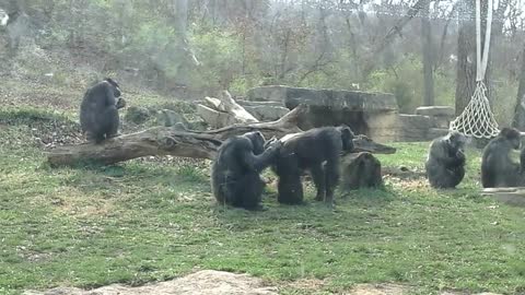 Chimpanzee Mating Season is Here at Kansas City Zoo