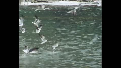 Pelican Fights with Seagulls over Food | Trials Of Life | BBC Earth