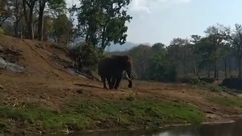 Elephant dance