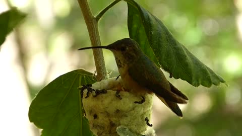 Hummingbird feeding its young