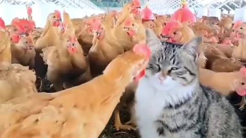 Really funny cats and chicken at the funny moment...