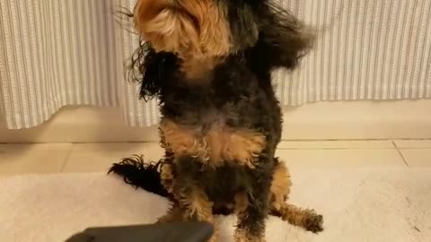 Tan black dog uses blow dryer to dry fur