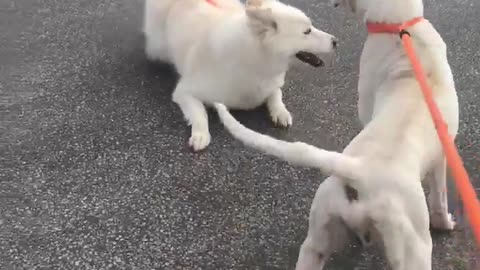 #33 male white brown boxer #47 female white husky April2022