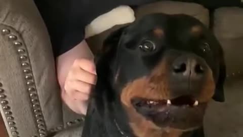 Rottweiler protects his owner in a cute way