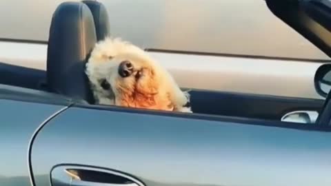I can't understand why it's not a beautiful woman but a dog sitting in the car.