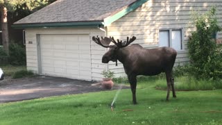 Moose Stands in the Sprinklers