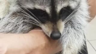 Raccoon Chills