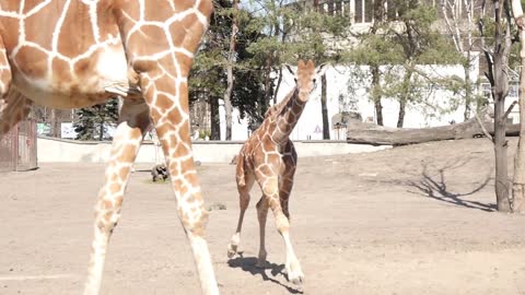 The Family of Giraffes on a walk in the Zoo run around and eating Leaves