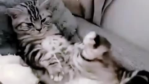 |😻Funny cats|