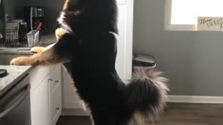 Tibetan Mastiff Peaking out the Window at Neighbors Dog