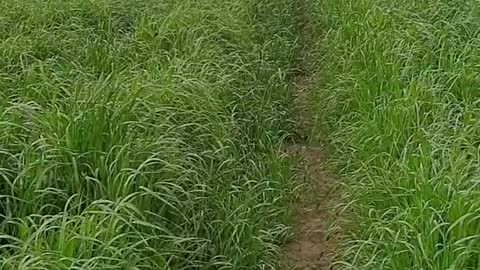 Springers doing what they do best - jumping through fields