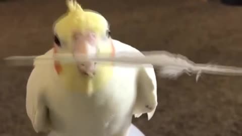 Birb plays Peekaboo with his own feather