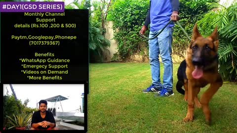 Dog Training - Day 1 __ How to Start Basic Training from the 1st Day 4K HINDI #GSD