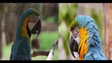 Most Beautiful Parrots In The World 🦜❤️️