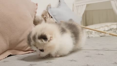 Cute kitten video short leg cat2021